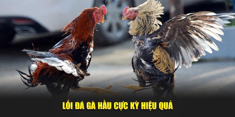 Lối đá gà hầu cực kỳ hiệu quả