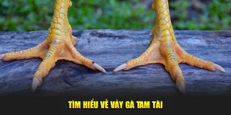 Tìm hiểu về vảy gà tam tài