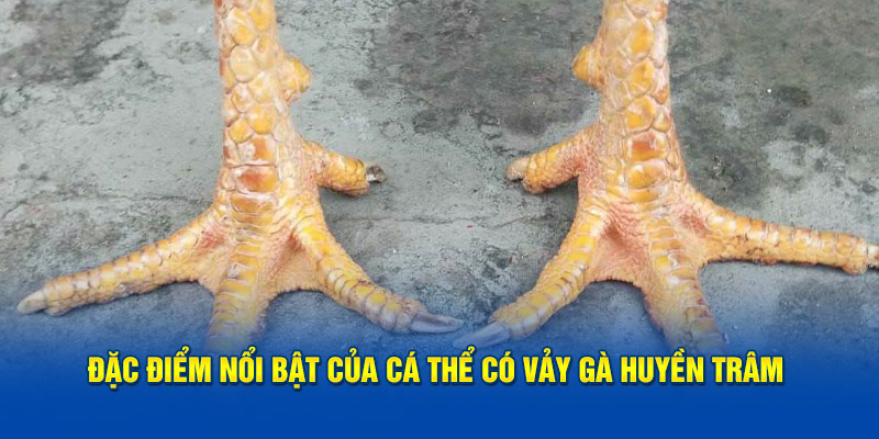 Đặc điểm nổi bật của cá thể có vảy gà huyền trâm