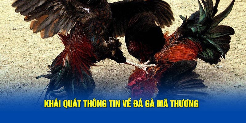 Khái quát thông tin về đá gà mã thương cho thành viên mới
