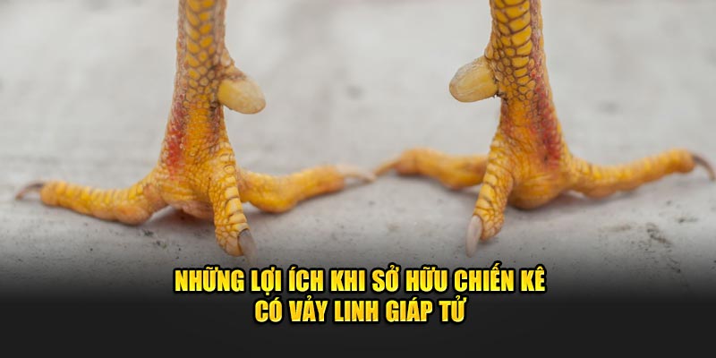 Những lợi ích khi sở hữu chiến kê có vảy linh giáp tử