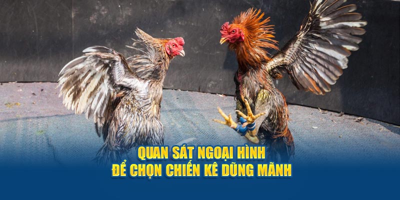 Quan sát ngoại hình để chọn chiến kê dũng mãnh
