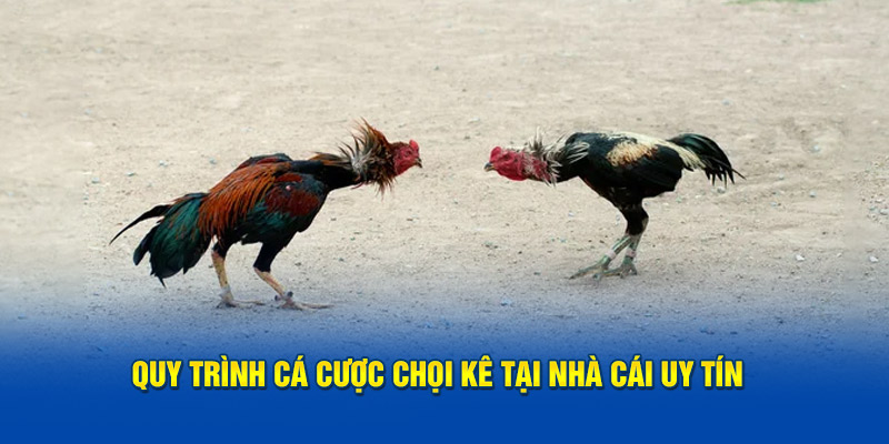 Quy trình cá cược chọi kê tại nhà cái uy tín