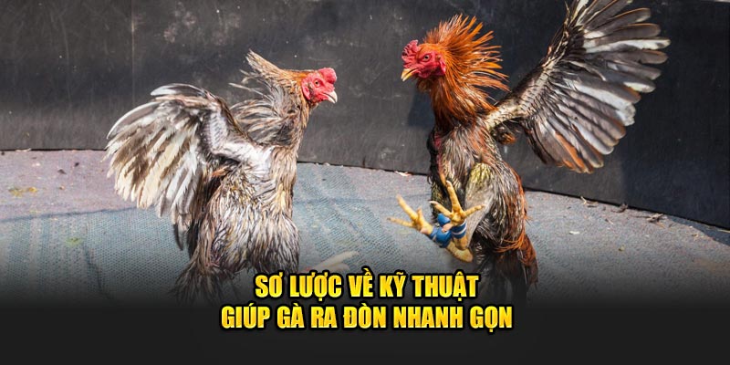 Sơ lược về kỹ thuật giúp gà ra đòn nhanh gọn 