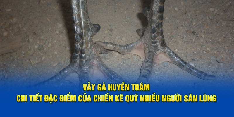 Vảy Gà Huyền Trâm - Chi Tiết Đặc Điểm Của Chiến Kê Quý Nhiều Người Săn Lùng